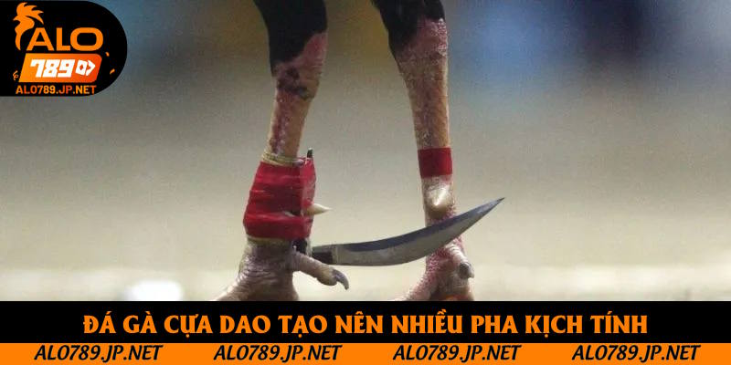 Đá gà cựa dao tạo nên nhiều pha kịch tính